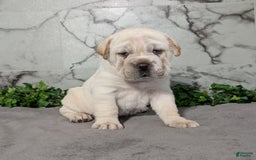 Mini Hippo dogs for sale: Cody - Image 13