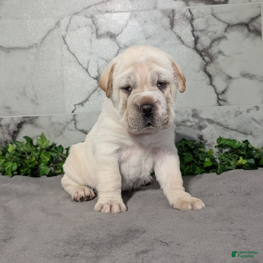 Mini Hippo dogs for sale: Cody - Image 13