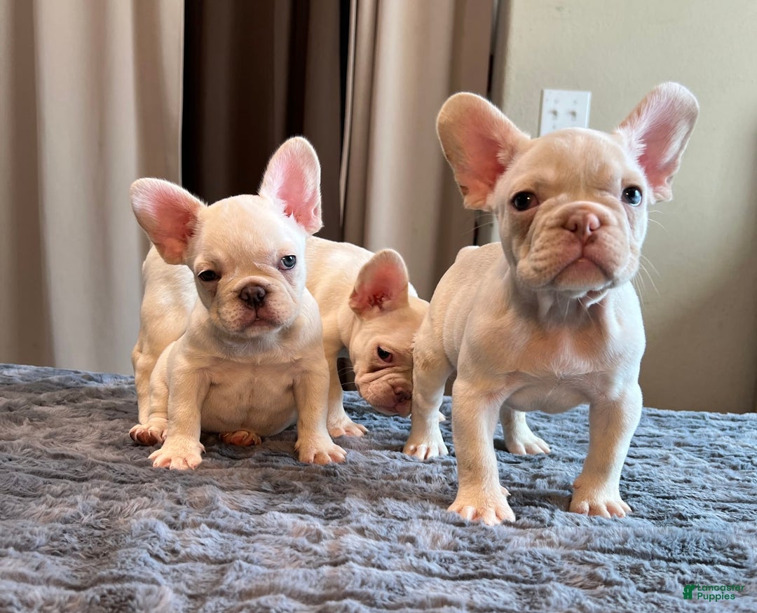 French Bulldog dogs for sale: Jo Jo - Image 2