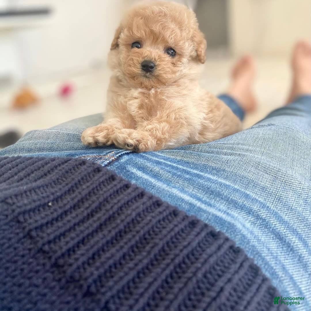 Maltipoo dogs for sale: Malti - Listing for pets: Malti - Image 4