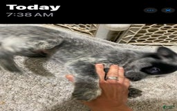 Australian Cattle Dog dogs for sale: Charlie - Image 2