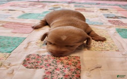 Miniature Dachshund dogs for sale: Cora - Image 7