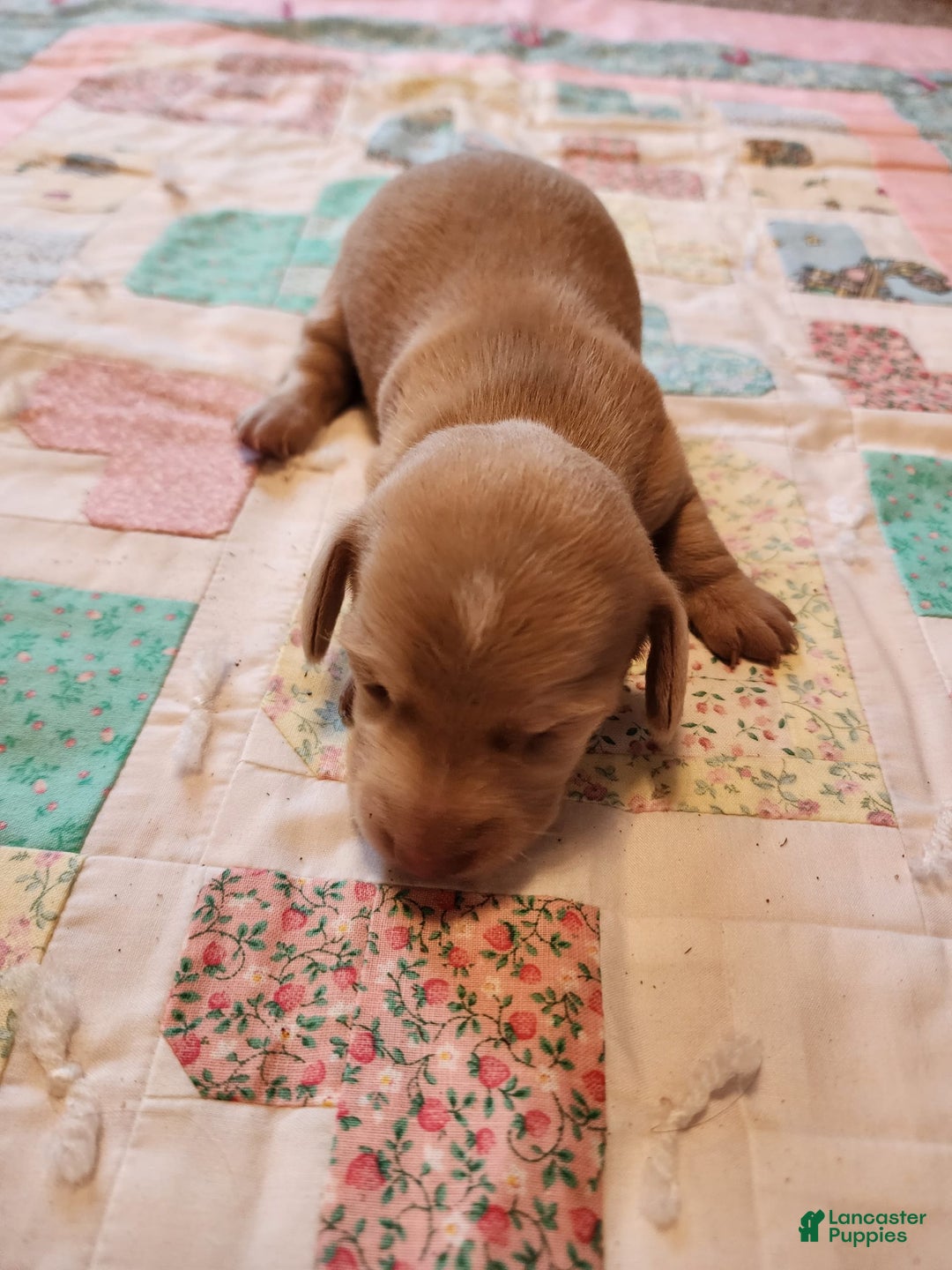 Miniature Dachshund dogs for sale: Cora - Image 7