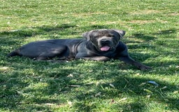 Cane Corso dogs for sale: Luna - Image 4