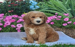 Goldendoodle dogs for sale: Rosie - Image 3