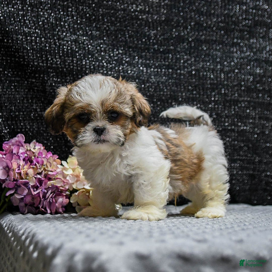 Shih Tzu dogs for sale: Lucky - Image 2