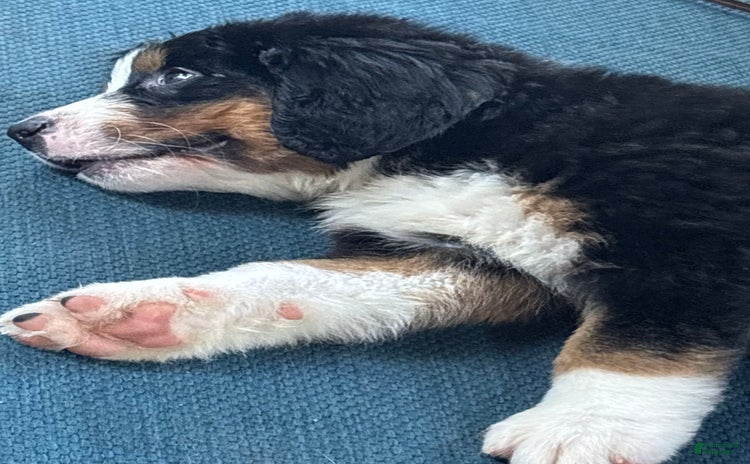 Bernese Mountain Dog dogs - Advert 36
