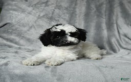 Toy Poodle dogs for sale: Checkers - Image 4