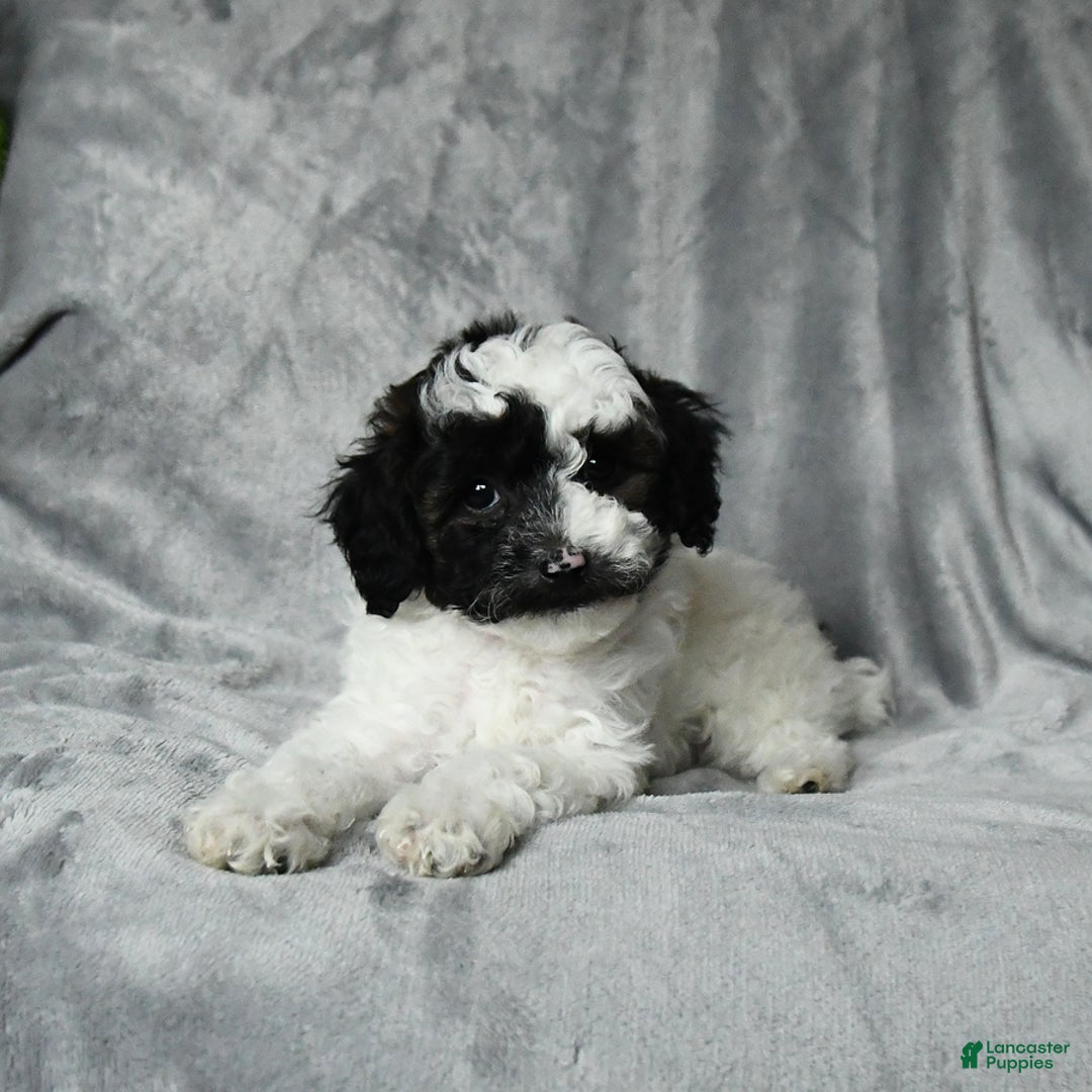 Toy Poodle dogs for sale: Checkers - Image 4