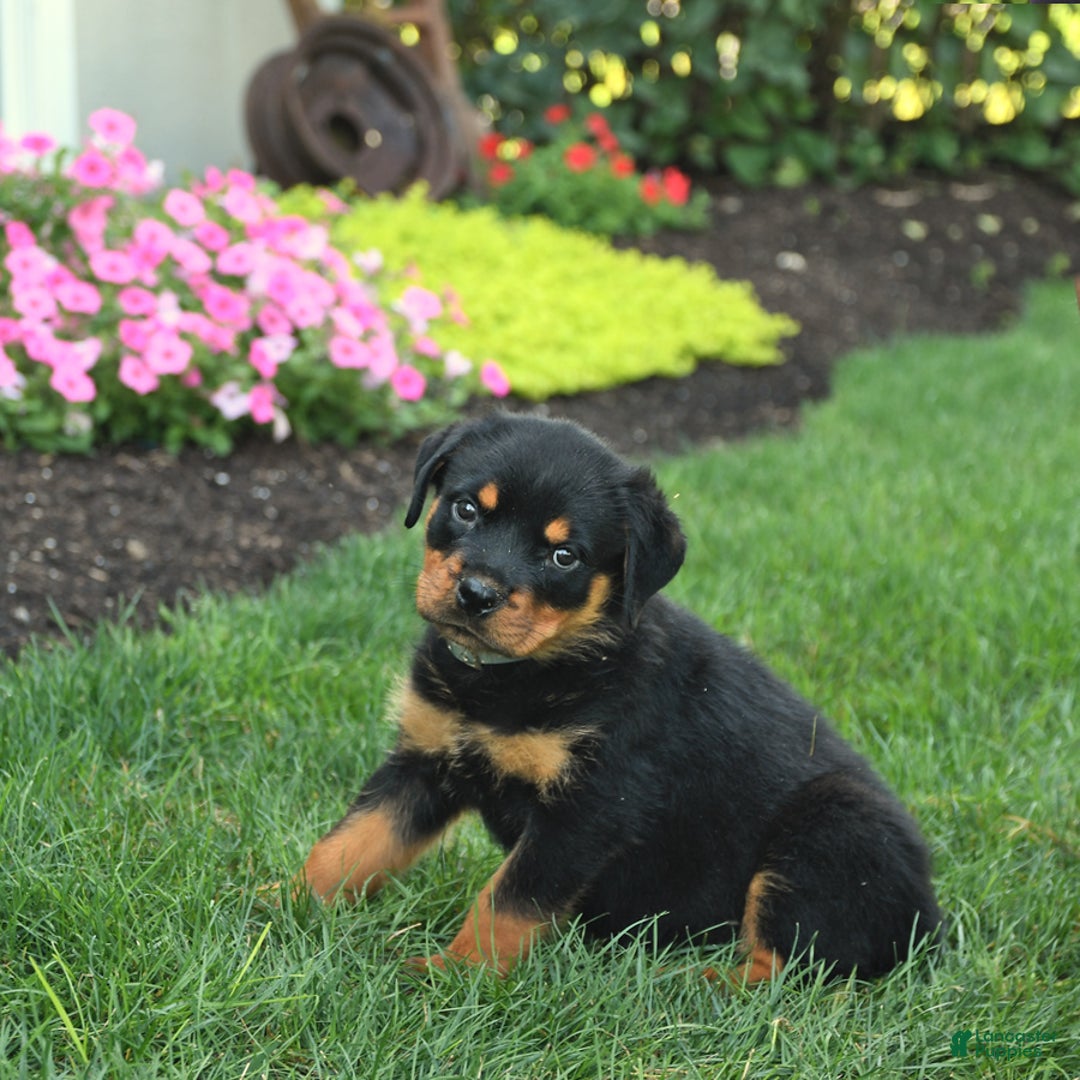 Rottweiler dogs for sale: Nutmeg - Image 5
