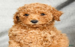 Miniature Poodle dogs for sale: Drew - Image 3