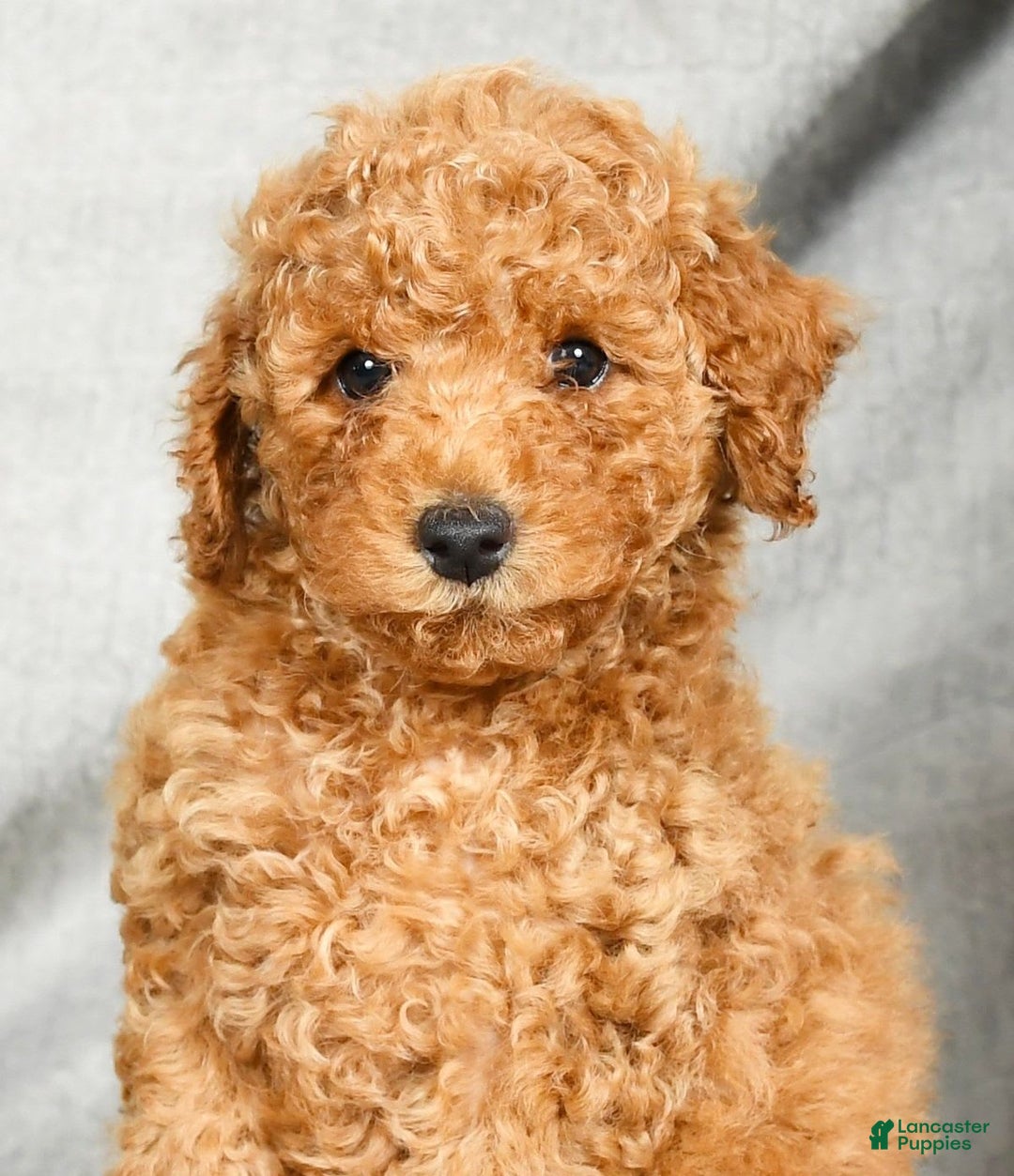 Miniature Poodle dogs for sale: Drew - Image 3