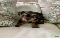 Yorkshire Terrier dogs for sale: Cash - Image 7