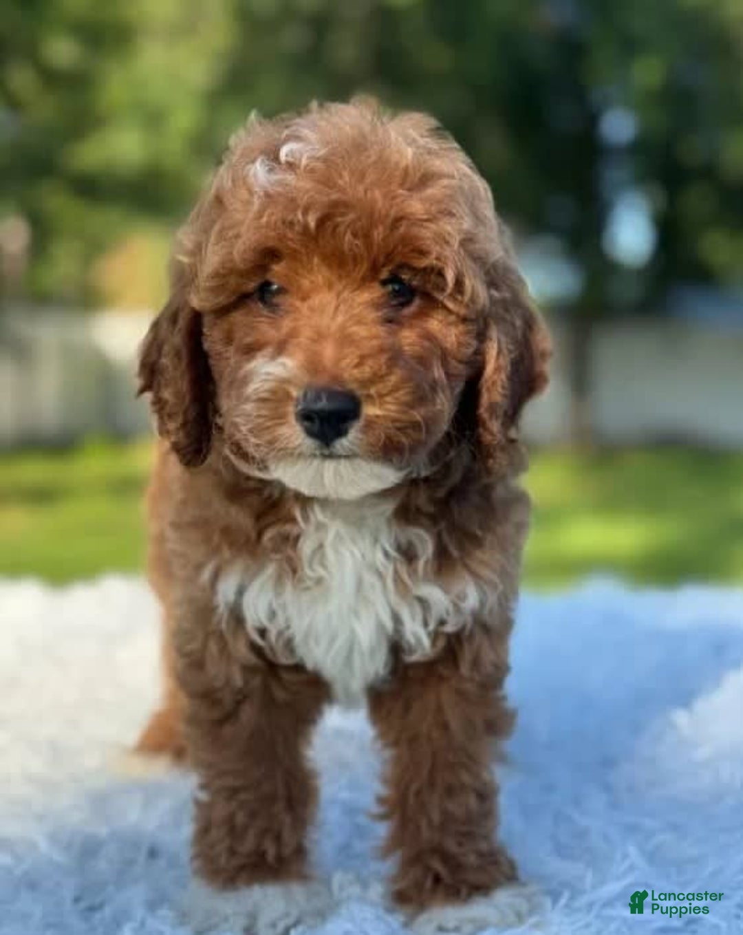 Goldendoodle dogs for sale: Milo - Image 4