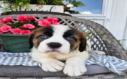 Saint Bernard dogs for sale: Stacey - Image 3