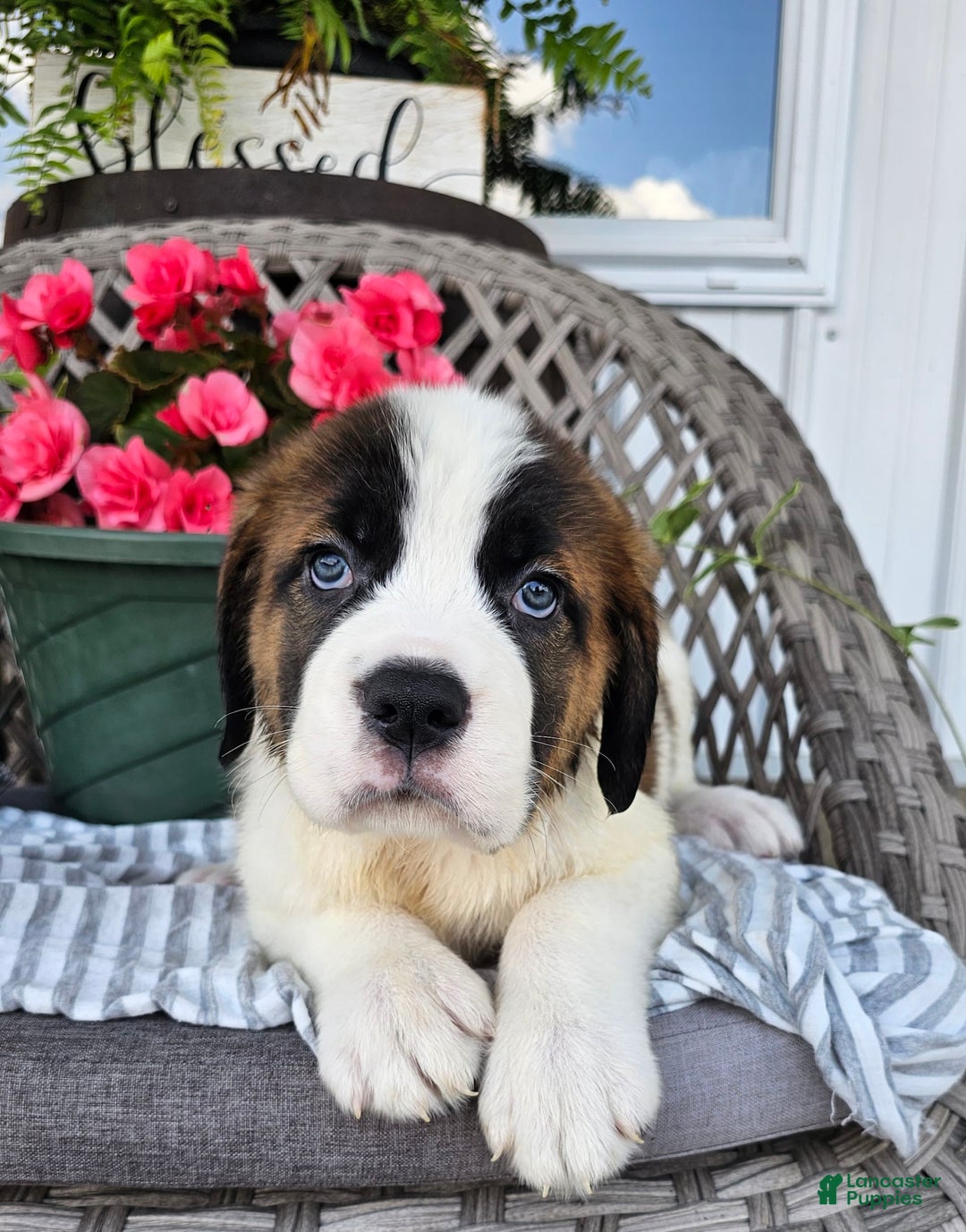 Saint Bernard dogs for sale: Stacey - Image 3