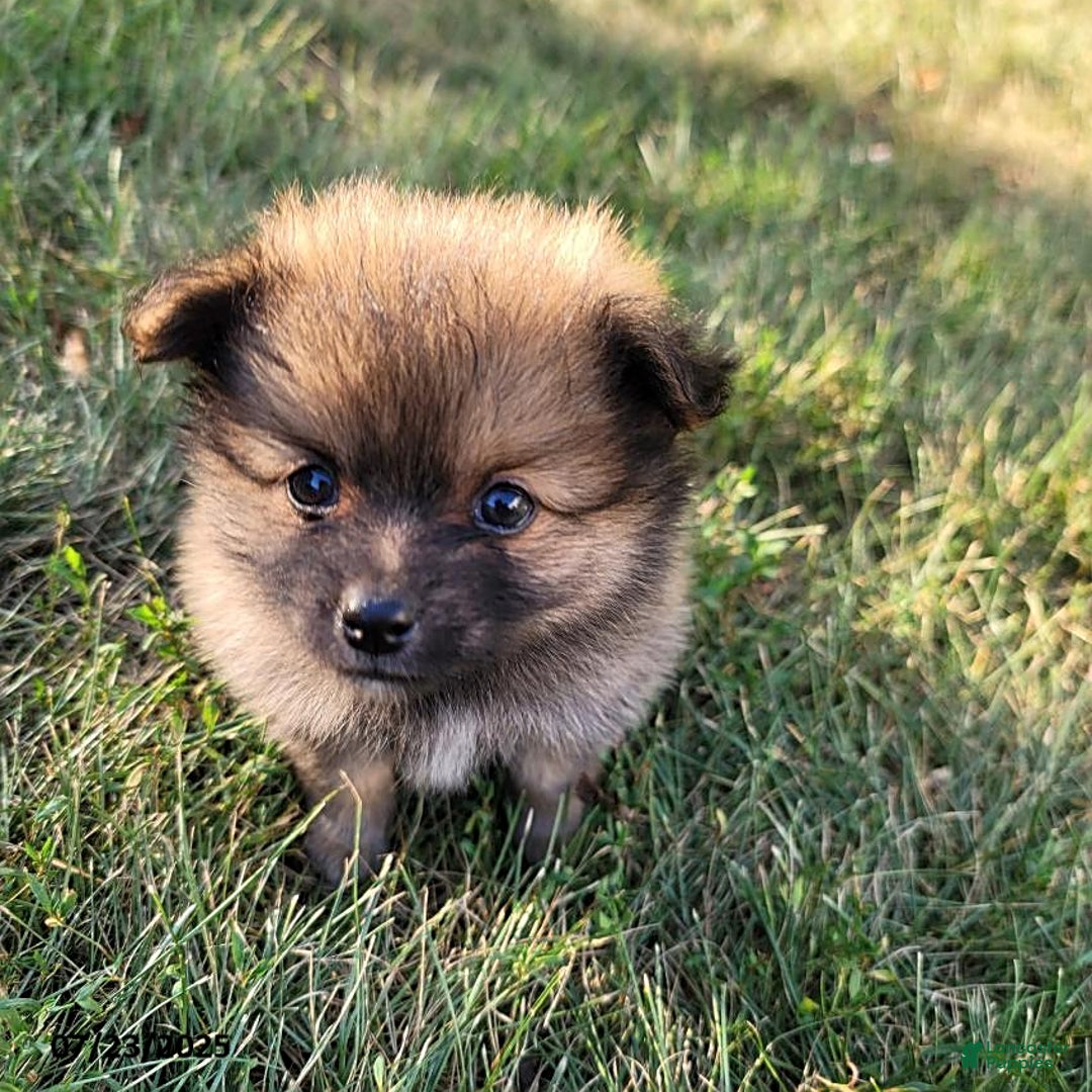 Pomeranian dogs for sale: Missy - Image 5