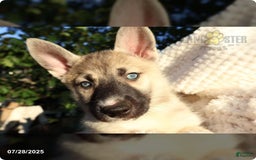 Gerberian Shepsky dogs for sale: Bella - Image 2