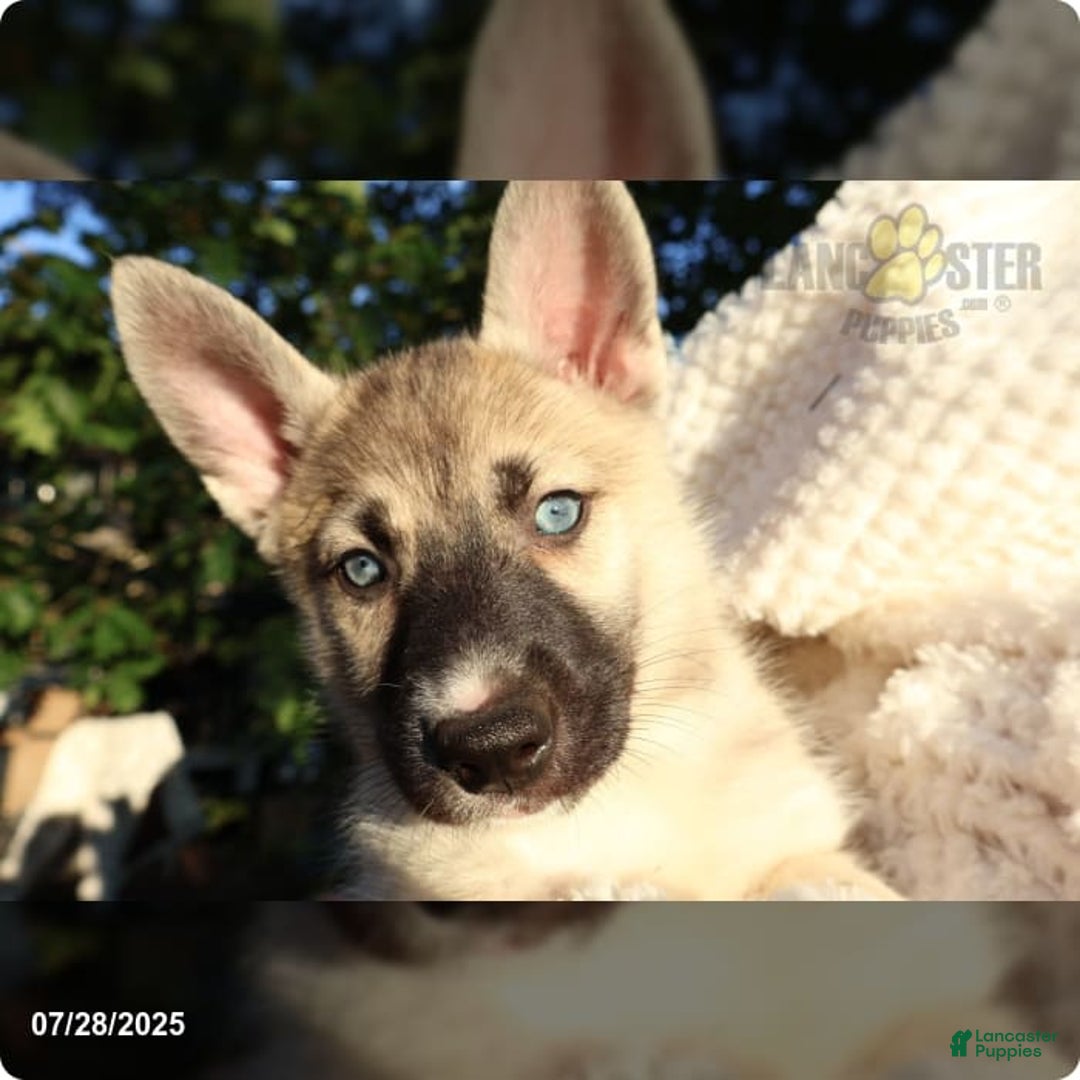 Gerberian Shepsky dogs for sale: Bella - Image 2