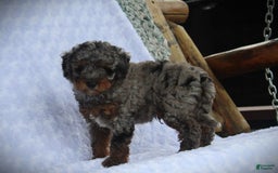 Miniature Poodle dogs for sale: Dirk - Image 4