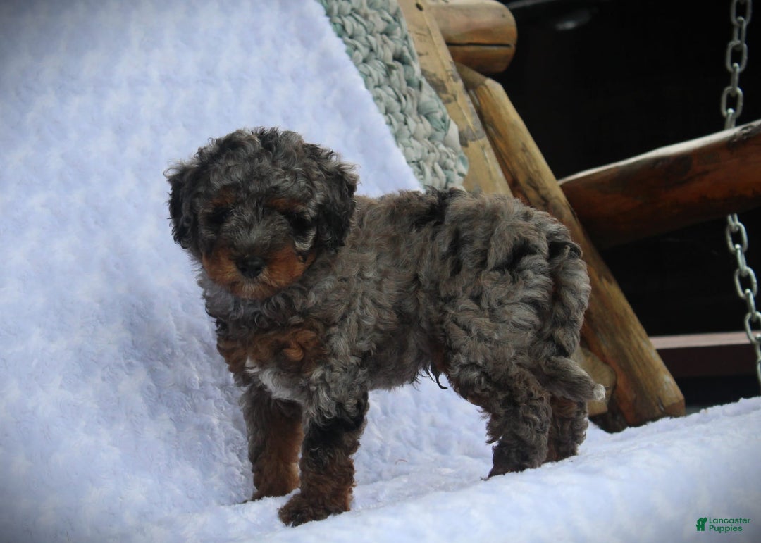 Miniature Poodle dogs for sale: Dirk - Image 4
