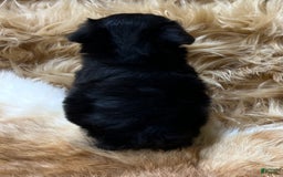 Miniature Schnauzer dogs for sale: Hawkeye - Image 3