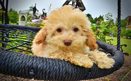 Havapoo dogs for sale: Twinkie - Image 16