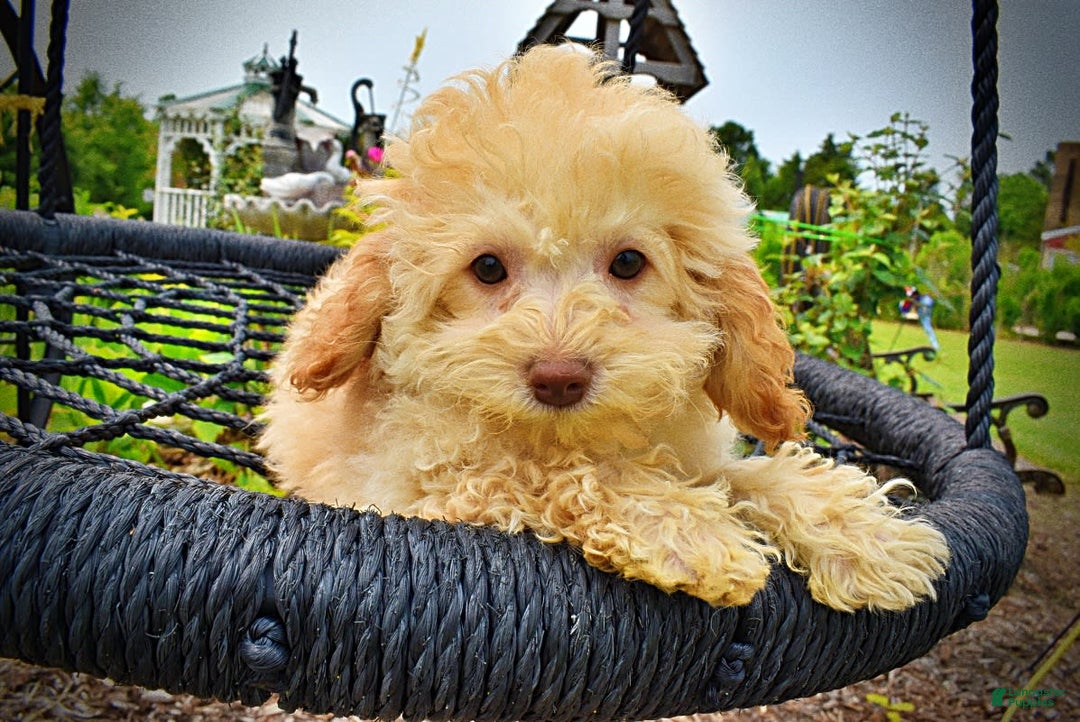 Havapoo dogs for sale: Twinkie - Image 16
