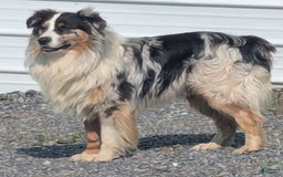 Australian Shepherd dogs for sale: Marshal - Image 10