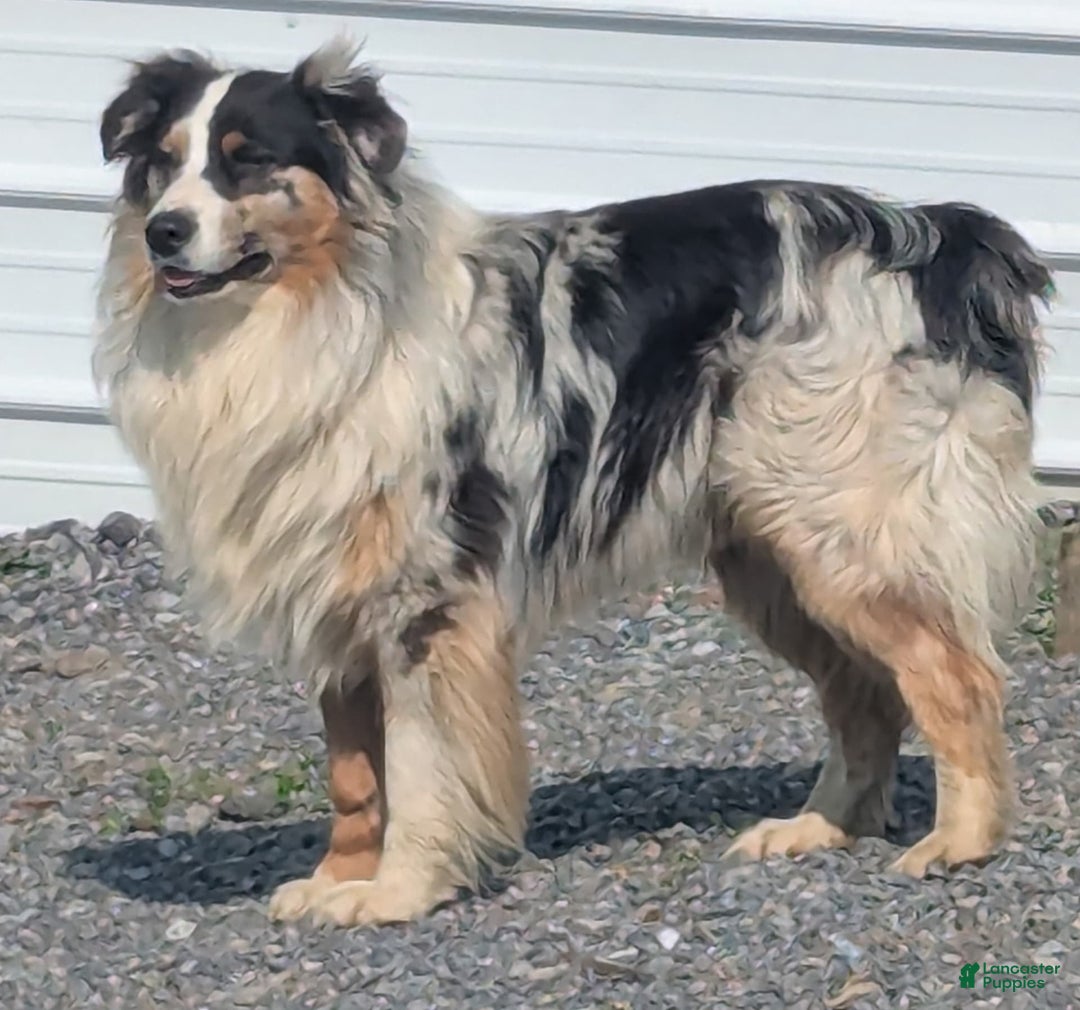 Australian Shepherd dogs for sale: Marshal - Image 10
