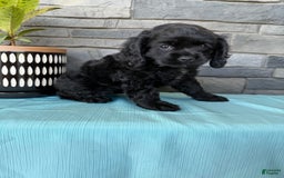 Cocker Spaniel dogs for sale: Tina - Image 4