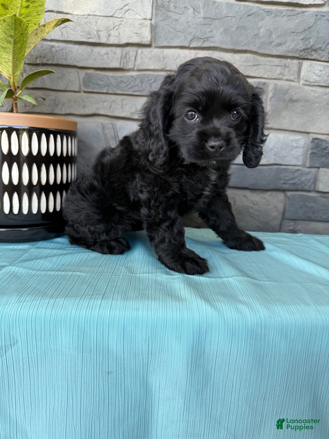 Cocker Spaniel dogs for sale: Tina - Image 4
