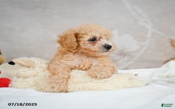 Bichpoo dogs for sale: Dixie - Image 7