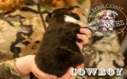Miniature Australian Shepherd dogs for sale: Cowboy - Image 3