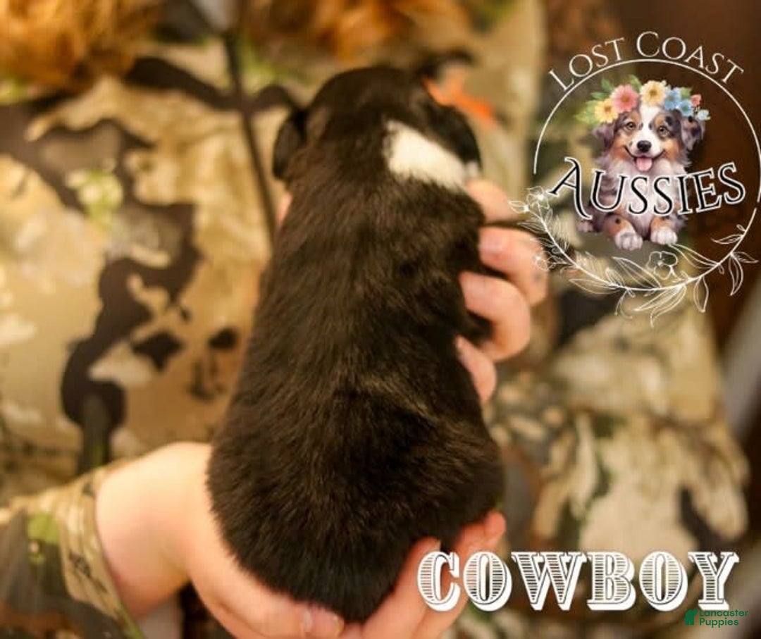 Miniature Australian Shepherd dogs for sale: Cowboy - Image 3