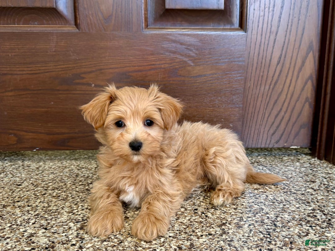 Maltipoo dogs for sale: Frankie - Image 8