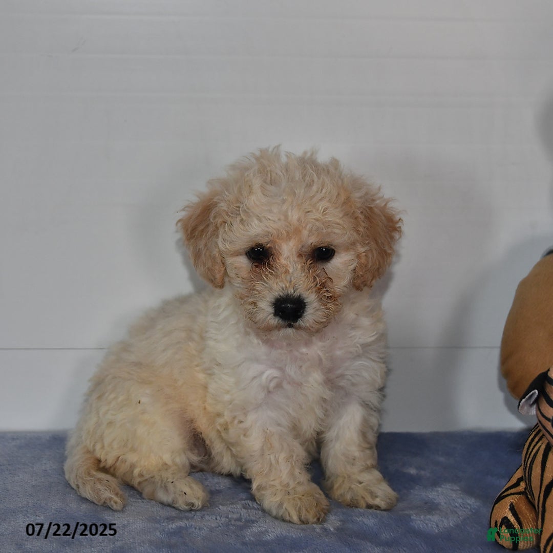 Bichpoo dogs for sale: Cinderella - Image 1