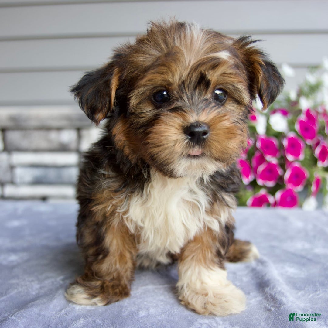 Shorkie dogs for sale: Ellington - Image 5