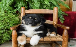Australian Shepherd dogs for sale: Caspar - Image 3