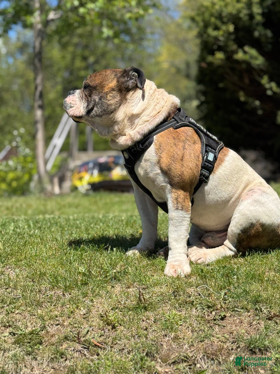 American Bulldog dogs for sale: Sonny - Image 10