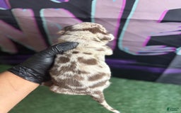 American Bully dogs for sale: Chocolate Tri Merle - Image 2