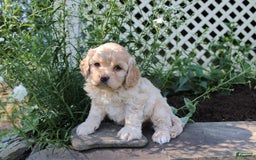 Cockapoo dogs for sale: Cockapoo 2 puppies - Image 8