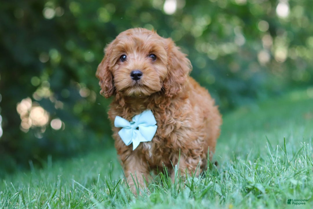 Cavapoo dogs for sale: Jude - Image 7