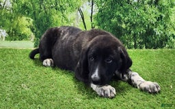 Anatolian Shepherd dogs for sale: AKC Dusty 2025 Female 1 - Image 6