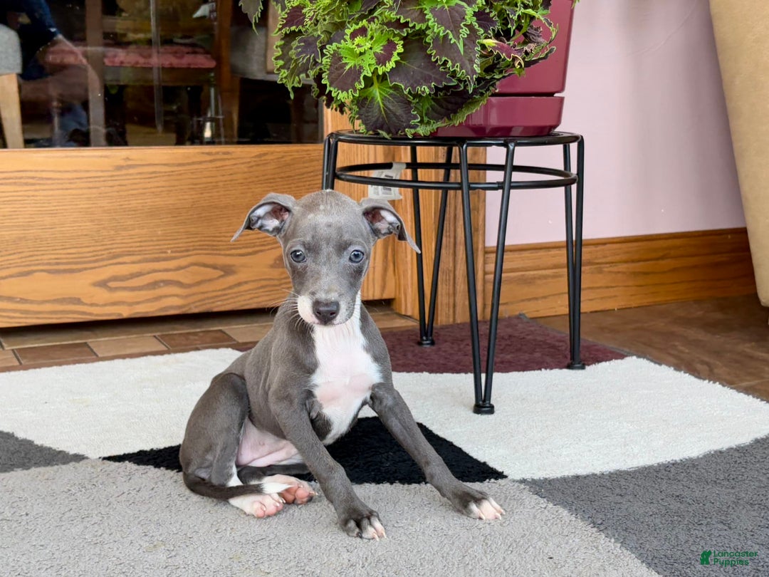 Italian Greyhound dogs for sale: Kk - Image 2