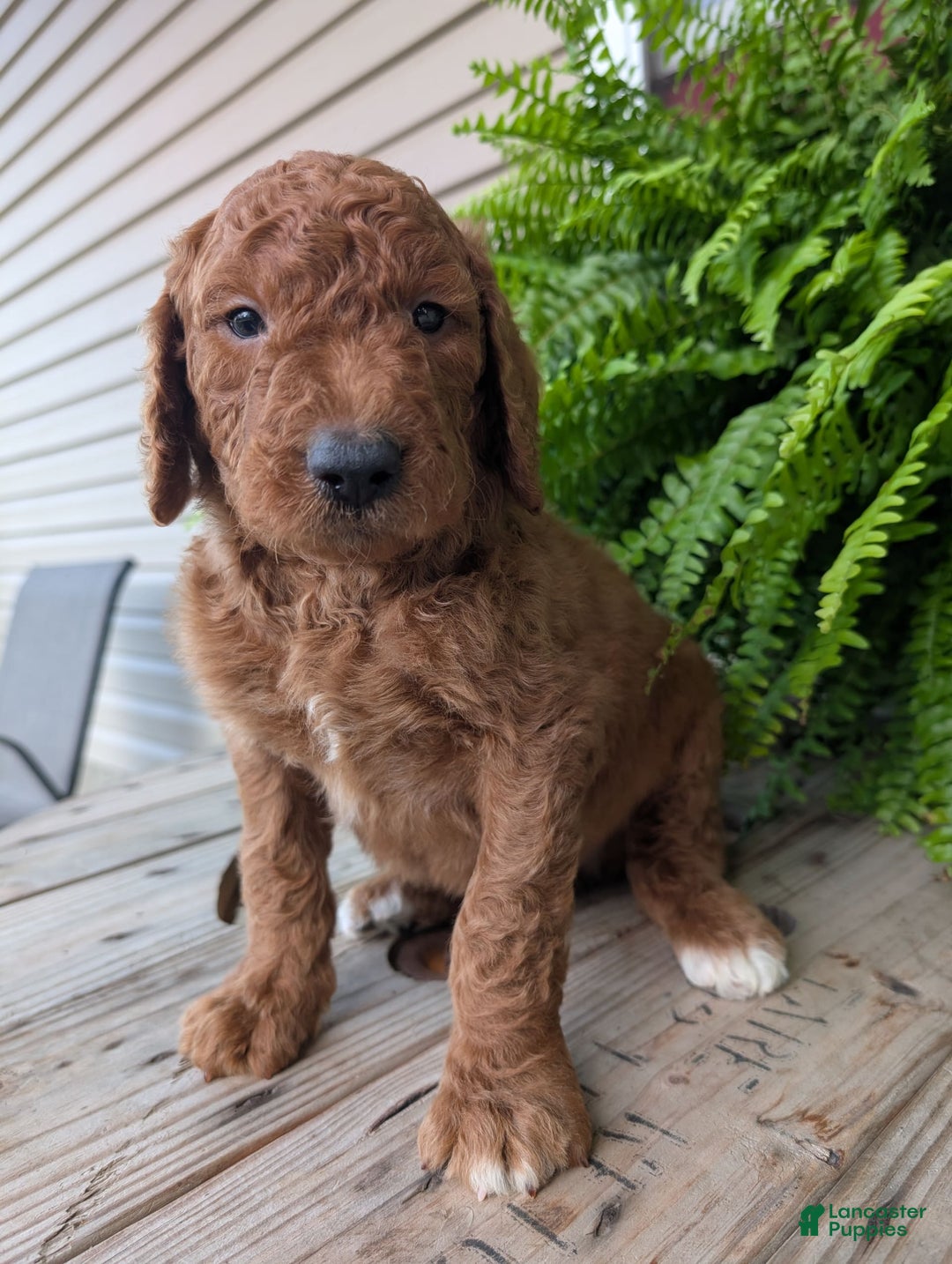 Goldendoodle dogs for sale: Cash - Image 20