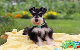 Miniature Schnauzer dogs for sale: Denver - Image 3