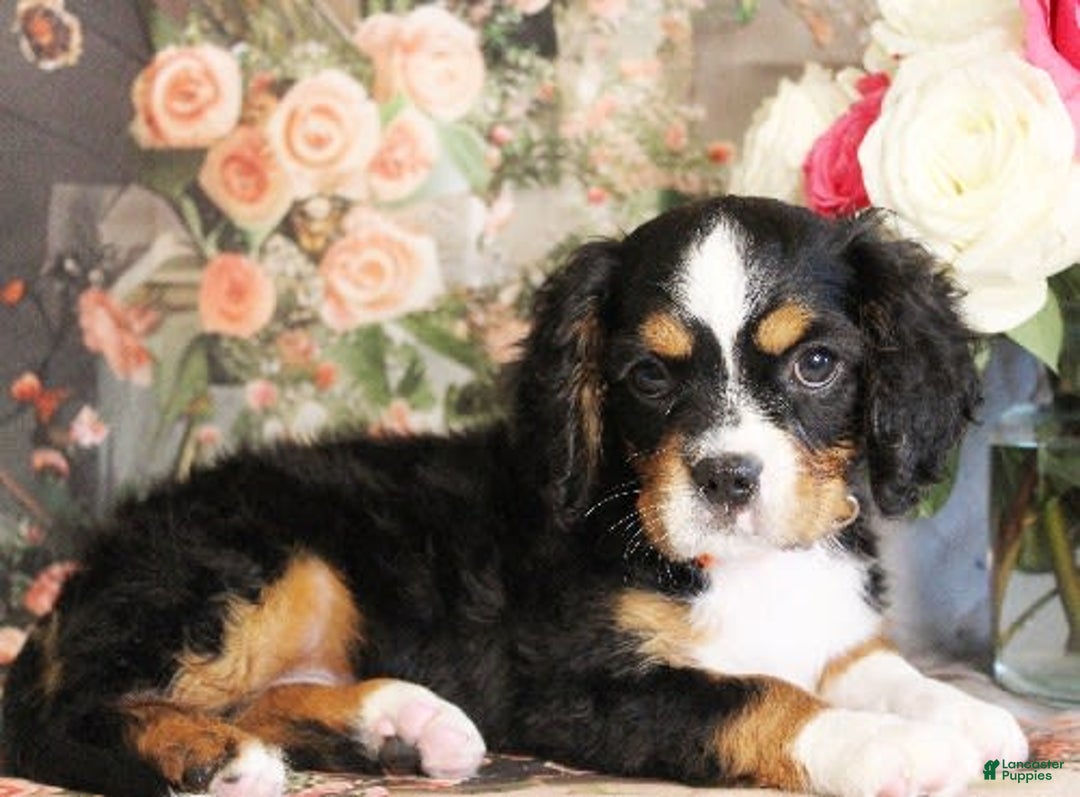 Miniature Bernese Mountain Dog dogs for sale: Truffle - Image 4
