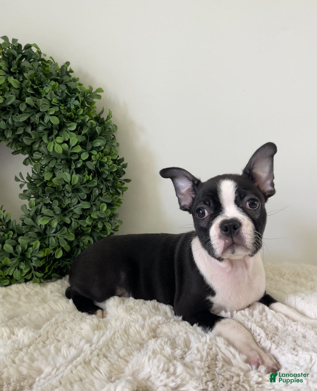 Boston Terrier dogs for sale: Delilah - Image 2