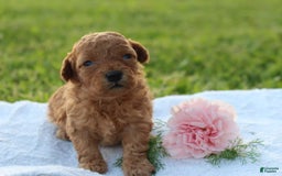 Miniature Poodle dogs for sale: Alivia - Image 1